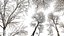 AV Plants Angel Oak Live Tree Spanish Moss Winter Snow Tree