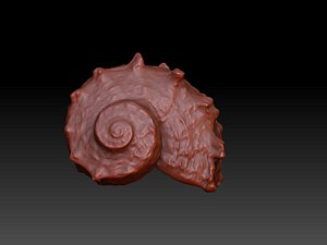 seashell