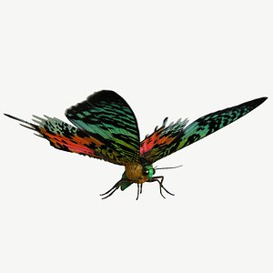 Madagascan Sunset Moth