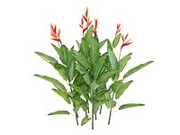 HELICONIA PSITTACORUM