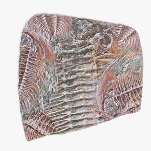 3D model trilobite fossil