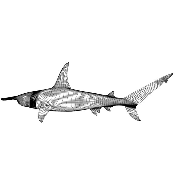 shark modeled 3d model