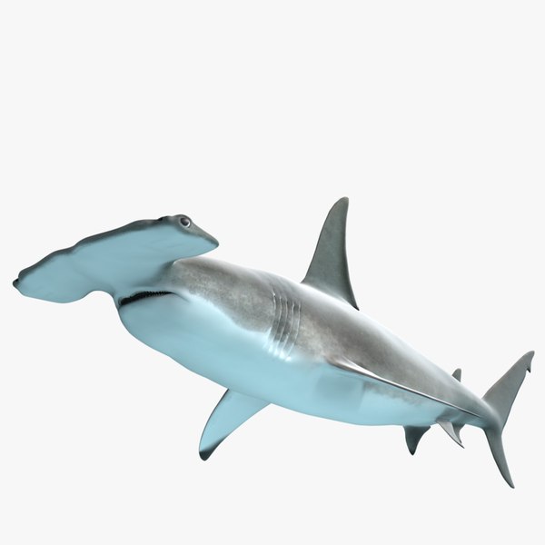 グレートハンマーヘッドシャーク3Dモデル - TurboSquid 554047