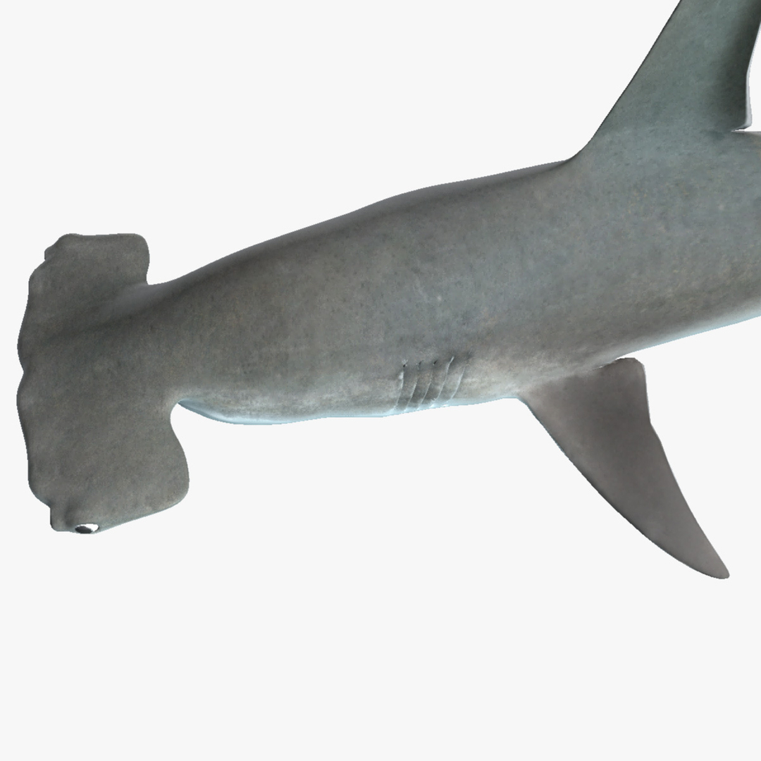 shark modeled 3d model