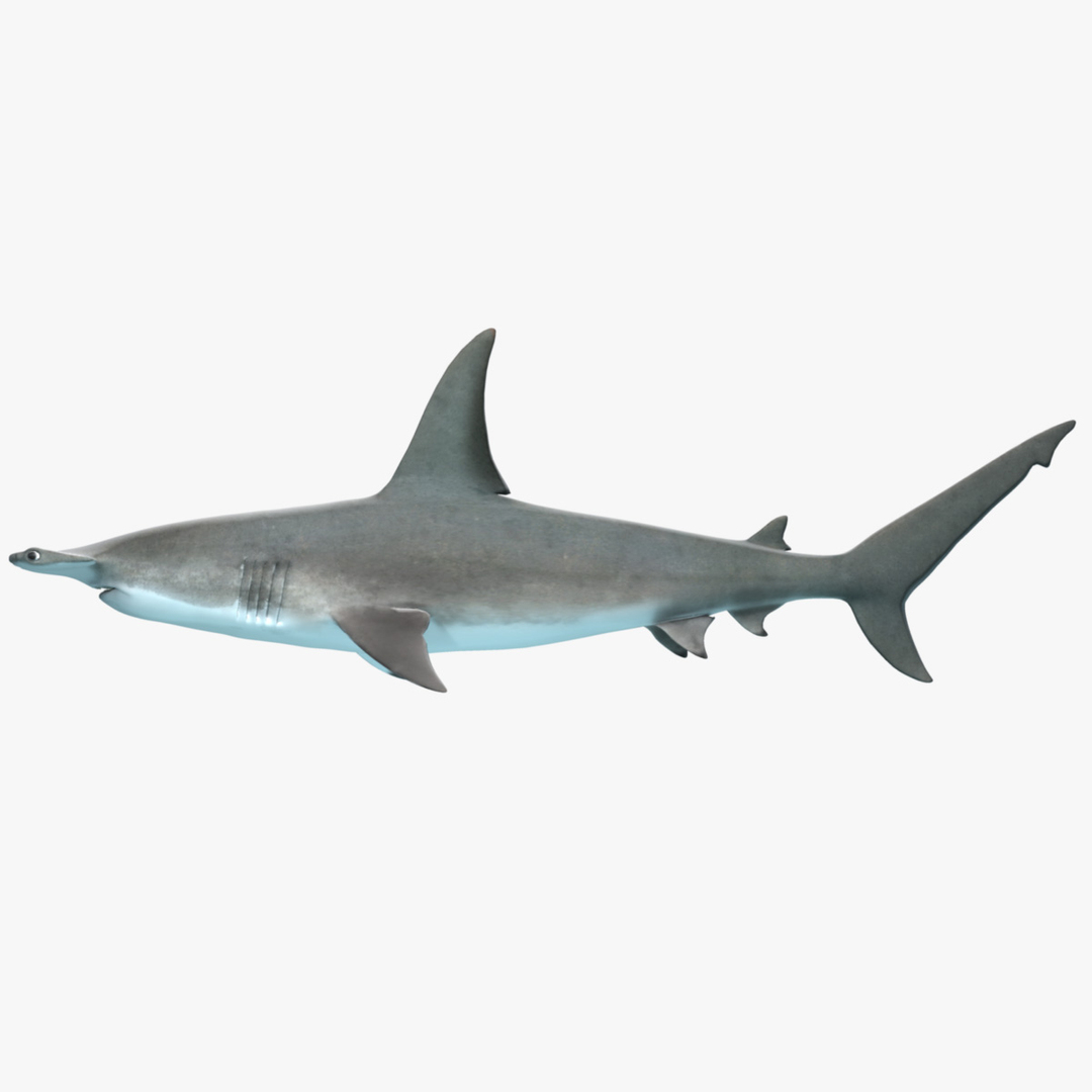 shark modeled 3d model