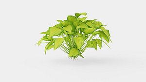 Hosta Stained Glass Bladlilje 3D model