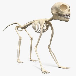3D Monkey Anatomy Bone Structure Beige