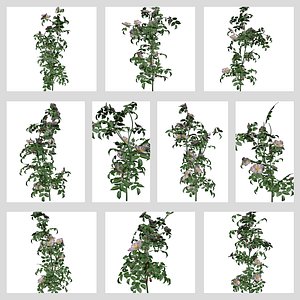 Dog Rose Plant Collection 3D model