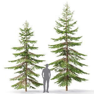 3D spruce tree nature
