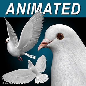 Dove  Flight
