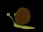 caracol