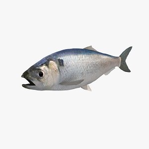 allis shad 3D model
