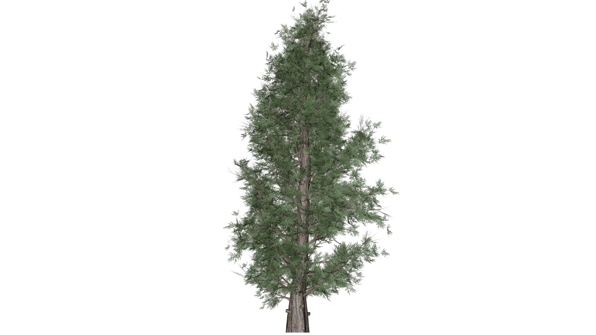 3D Eastern Red Cedar Tree - 06 - Model - TurboSquid 2373444