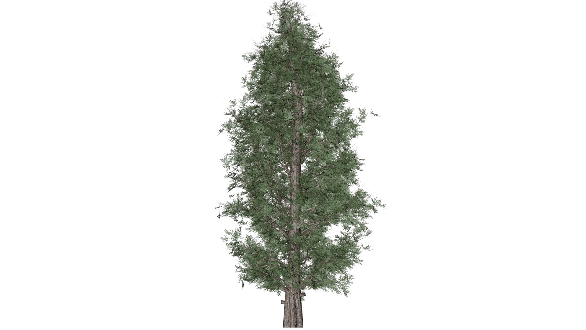 3D Eastern Red Cedar Tree - 06 - Model - TurboSquid 2373444