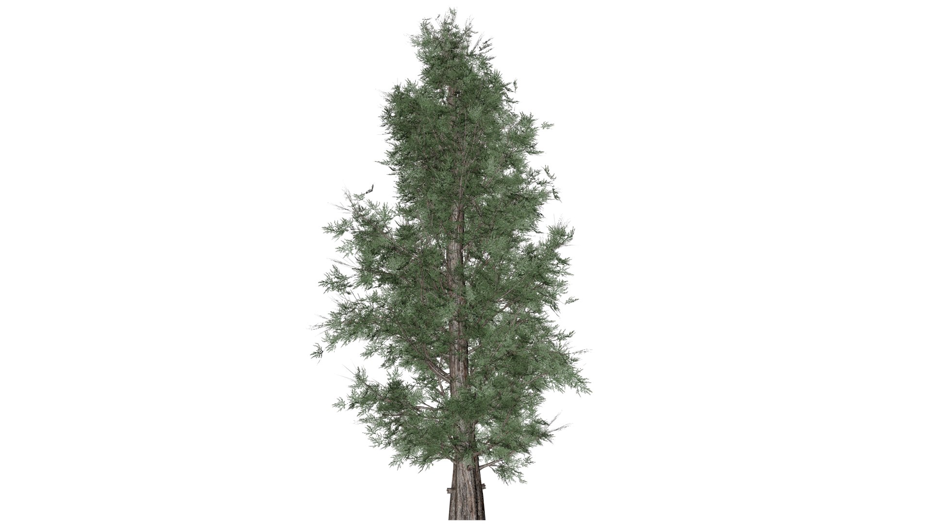 3D Eastern Red Cedar Tree - 06 - Model - TurboSquid 2373444