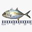 Bigeye Trevally - Nagaeba - Caranx sexfasciatus