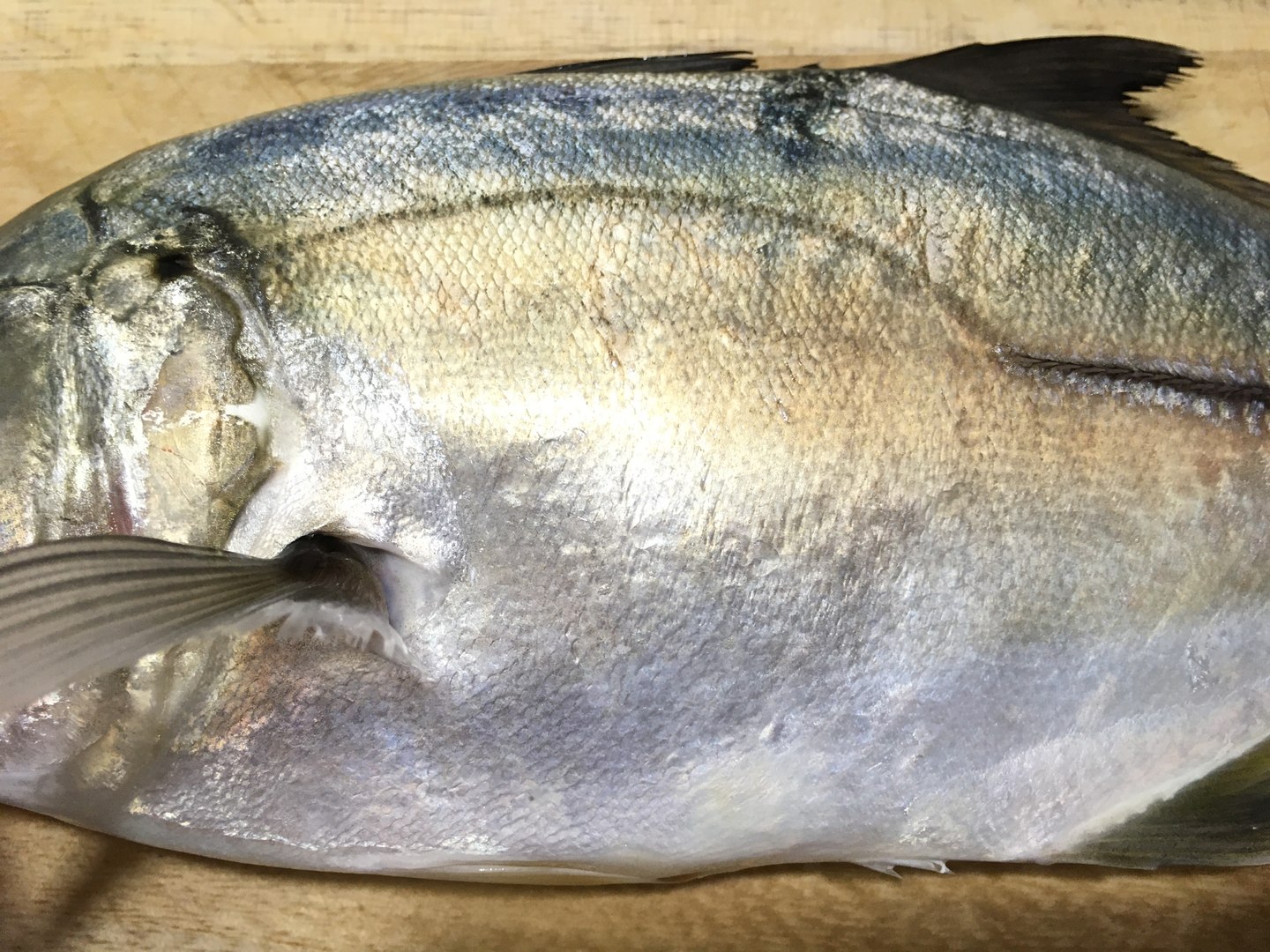 3D model Free Sample Fish 3D Model - MEA AQUA https://p.turbosquid.com/ts-thumb/V1/iQjqhl/Bi/nagaeba_photos9/jpg/1776815872/1920x1080/fit_q87/c962f783233696a0f3122f97ae5b65789f2bb893/nagaeba_photos9.jpg