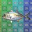 Bigeye Trevally - Nagaeba - Caranx sexfasciatus