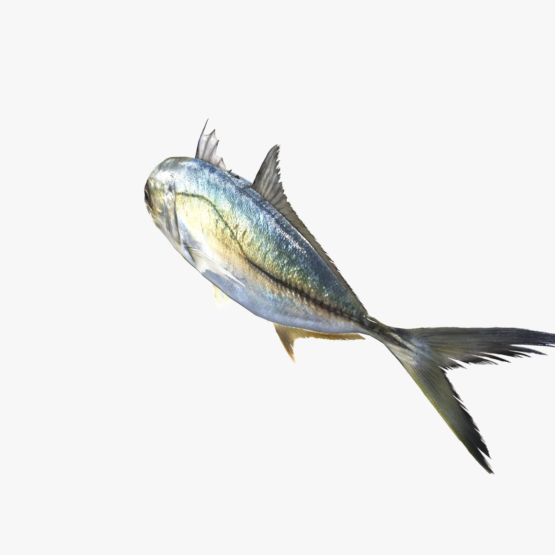 3D model Free Sample Fish 3D Model - MEA AQUA https://p.turbosquid.com/ts-thumb/V1/iQjqhl/Ui/untitled12/jpg/1776815870/1920x1080/fit_q87/f169550f63f1872a92dce2225b83849922cc73fc/untitled12.jpg
