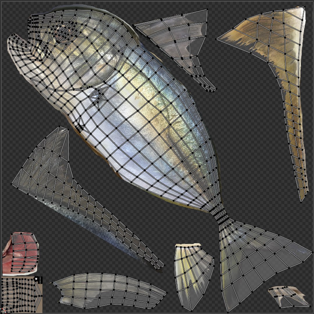 3D model Free Sample Fish 3D Model - MEA AQUA https://p.turbosquid.com/ts-thumb/V1/iQjqhl/gr/nagaeba_uv_800/png/1776815870/1920x1080/fit_q87/c25694a736f9954ce1791a4cbf2d40d208cc7cca/nagaeba_uv_800.jpg