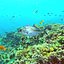 Bigeye Trevally - Nagaeba - Caranx sexfasciatus