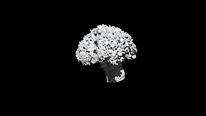 3D broccoli  cut 3D CT scan model 4 decimate 50percent