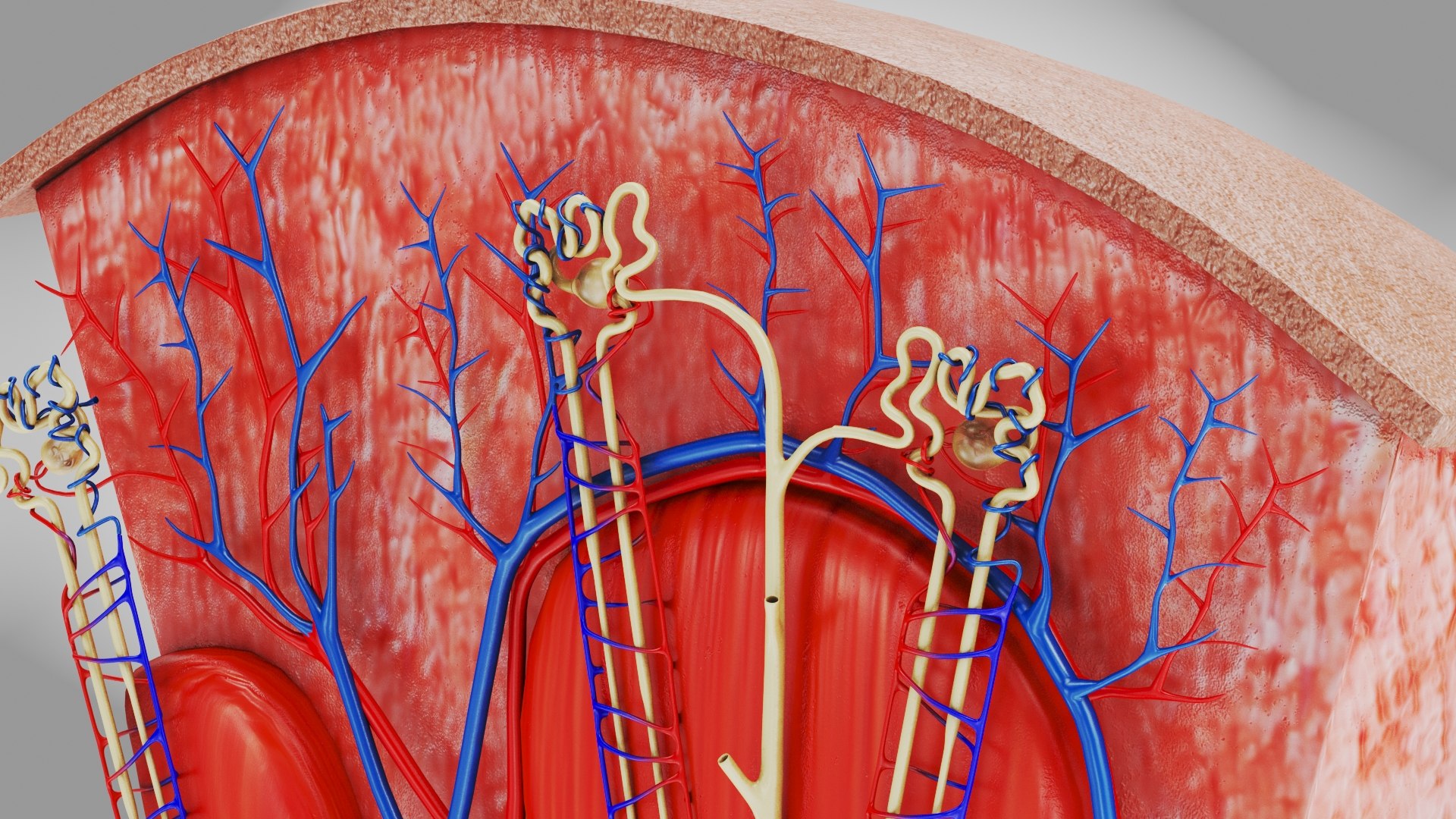 Kidney Section with Nephrons 3D model - TurboSquid 2132501
