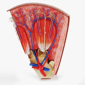 Kidney Section with Nephrons 3D model