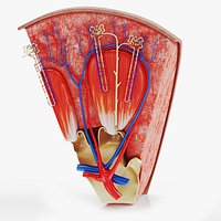 Kidney Section with Nephrons
