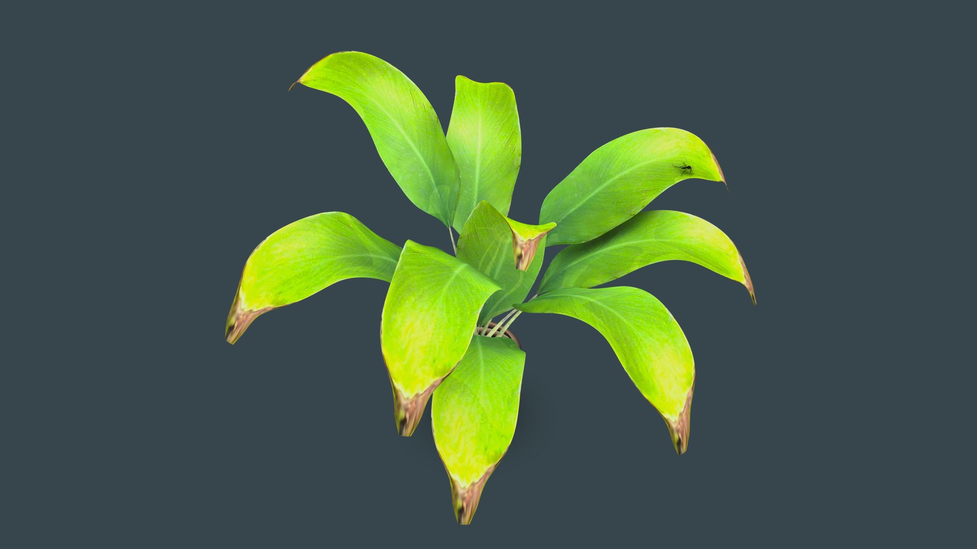 3D Hidden Lilies Plant Model - TurboSquid 1787932