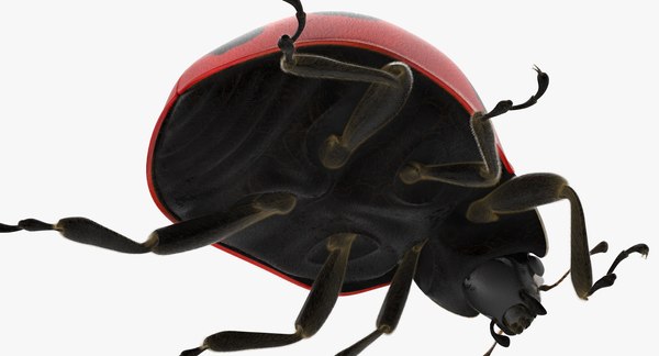 3d model ladybug lady bug