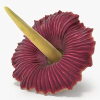 Amorphophallus Titanum Flower