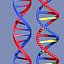 DNA