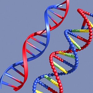 DNA