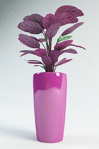 calathea prayer plants