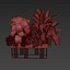 植物 Vol 974 - バナナ - モンステラ - ポトス