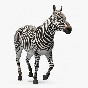 Striped Equine Running