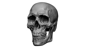 Realistic Human Skull 3D Model