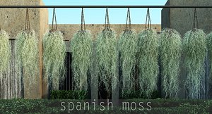 spanish moss max
