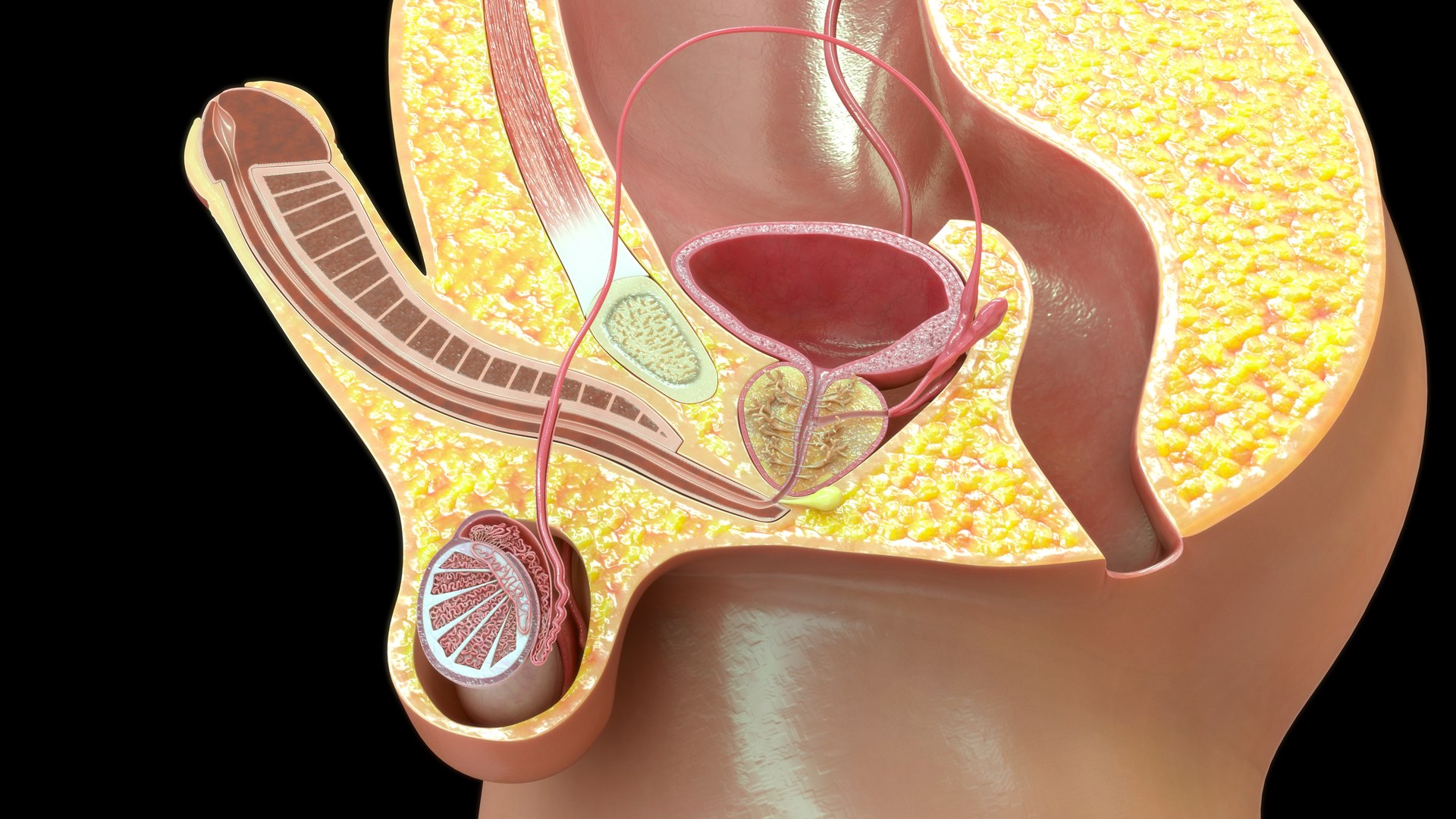 Male reproductive system 3D https://p.turbosquid.com/ts-thumb/V2/e8gsAj/zf/m0220_mrs_0006/jpg/1733465932/1920x1080/fit_q87/abe3164750bf6a838a9a14247ebf01277851cbef/m0220_mrs_0006.jpg