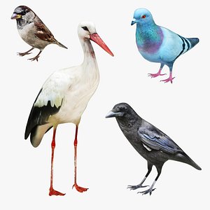 Bird Collection 4 in 1