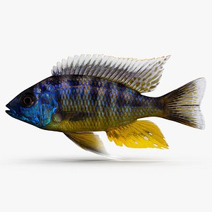 Protomelas Spilonotus Cichlid
