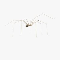 Long-legged House Spider Rigged for Maya