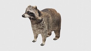 Low Poly Raccoon Rigged With Realistic Texture 3D model