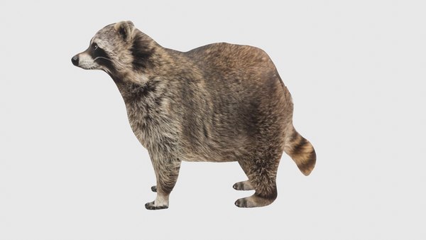 Low Poly Raccoon Rigged With Realistic Texture 3D model - TurboSquid ...