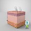 3D skin anatomy model