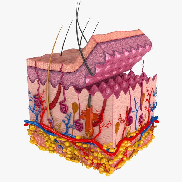 Anatomia da pele Modelo 3D - TurboSquid 1430488