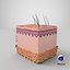 3D skin anatomy model