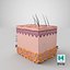 3D skin anatomy model