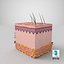 3D skin anatomy model